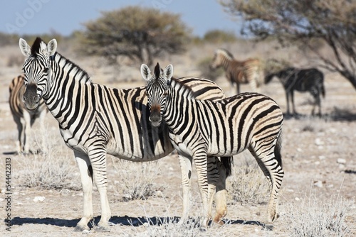 Steppenzebras  Equus quagga  im Etoscha Nationalpark in Namibia. 