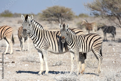 Steppenzebras (Equus quagga) im Etoscha Nationalpark in Namibia. 
