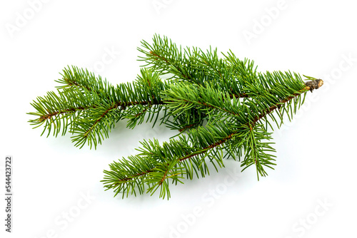 fir tree branch isolated on white with a shadow. photo