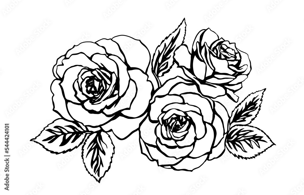 Rose sketch. Black outline on white background. Drawing vector graphics with floral pattern for design. Vector illustration. Rose sketch. Black outline on white background. Drawing vector graphics with floral pattern for design. Vector illustration.