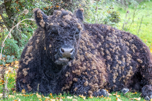 Galloway cattle lying on the grass looking at the camera at Eijsder Beemden Nature Reserve, thick black fur, dry leaves on the ground, sunny autumn day in Eijsden, South Limburg, the Netherlands photo