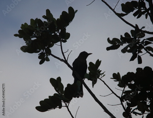 Bulbul Residing on a Carbo Tree at Sunset