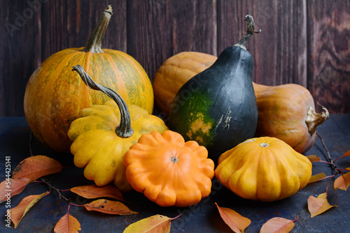 Autumn harvest colorful squashes and pumpkins in different varieties
