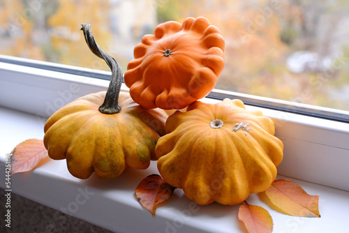 Orange and yellow patissons on the windowsill