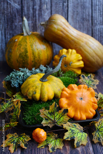 autumn composition. Orange, yellow and green squash, pumpkins and green moss on a rustic background