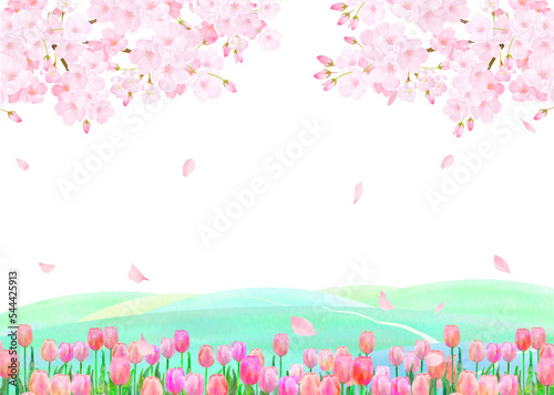 光差し込む美しく華やかな満開の薄いピンク色の桜の花ー花びら舞い散る幻想的な白バックフレーム背景素材 © Merci