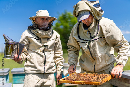 Beekeeping specilaists working in apiary. Summer organic honey farming. © Vadim