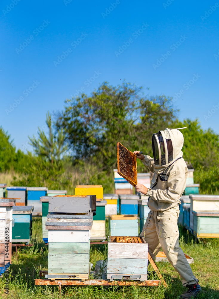 Beekeeper working in apiary. Natural honey farming honeycombs. Beekeeper working in apiary. Natural honey farming honeycombs.