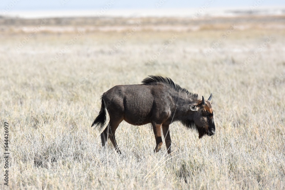 Fototapeta premium Streifengnu (Connochaetes) im Etoscha Nationalpark in Namibia. 