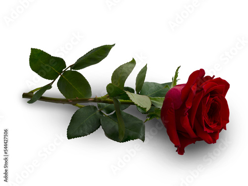 Fototapeta Naklejka Na Ścianę i Meble -  Dark red rose with a shadow