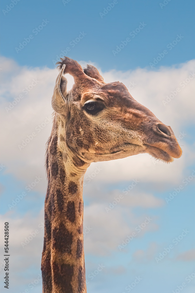 Obraz premium Close-up giraffe head on blue sky background