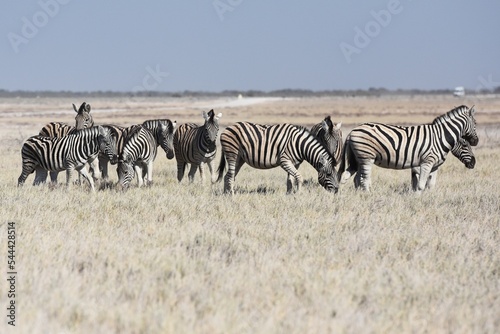 Zebraherde  Equus quagga  im Etoscha Nationalpark in Namibia. 