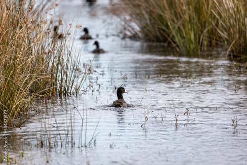 American Coots swimming in canal photo