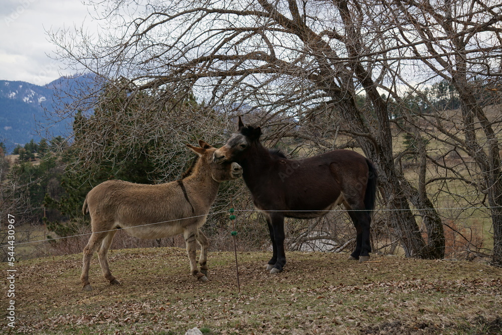 donkey and mule playing in the mountains donkey and mule playing in the mountains