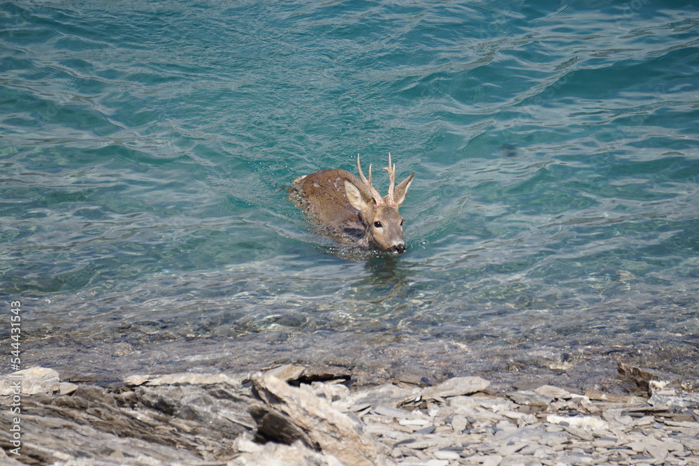 deer swimming to shore in the lake of Serre Ponçon , southern Alps, France