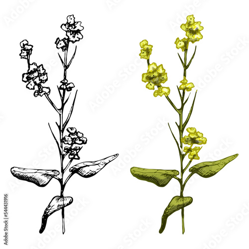 Branch mustard plant with leaf and flower. Vintage vector hatching