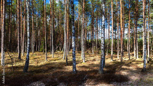 Mixed forest with birches and pines