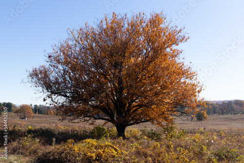 This beautiful large tree was in Valley Forge National park in Pennsylvania when I took the picture. The leaves on the tree are such a beautiful brown due to the Fall season.