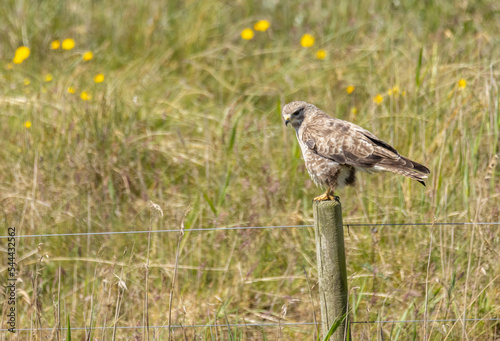 Wildlife of Thy National Park