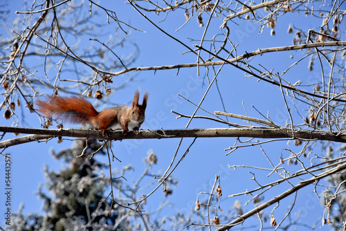 Tamiasciurus hudsonicus squirrel on a branch, winter. On a sunny frosty winter day. White snow. Blue sky
Wiewiórka w parku, zima, śnieg błękitne niebo