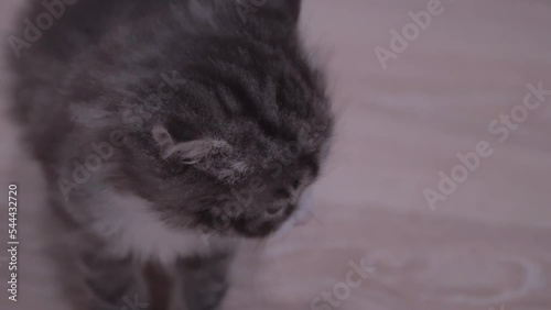 Small Kitten