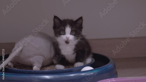 Small Kitten