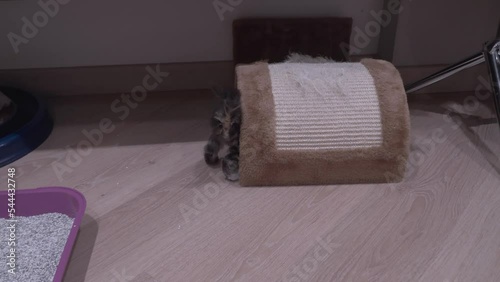 Small Kitten
