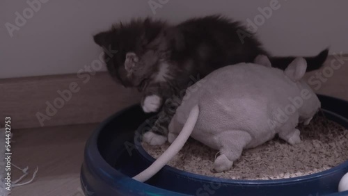Small Kitten