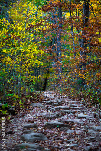 Trees changing color during autumn in the Ozark Mountains.