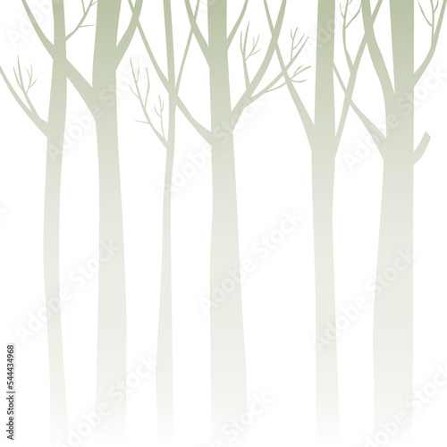 Bare tree trunks misty forest background.