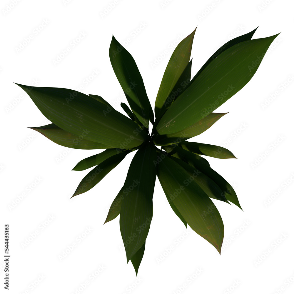 Top view Plant (Curculigo capitulata 3) Flower Tree png Top view Plant (Curculigo capitulata 3) Flower Tree png
