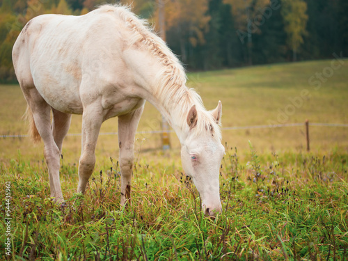 a beautiful white albino horse grazes in a pasture in the early morning mist, an albino horse eats grass