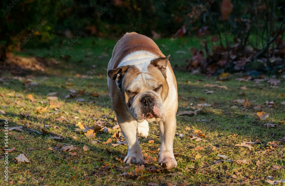 Purebred English bulldog playing in the park with leafs in autumn. Happy puppy dog running, playing and posing.