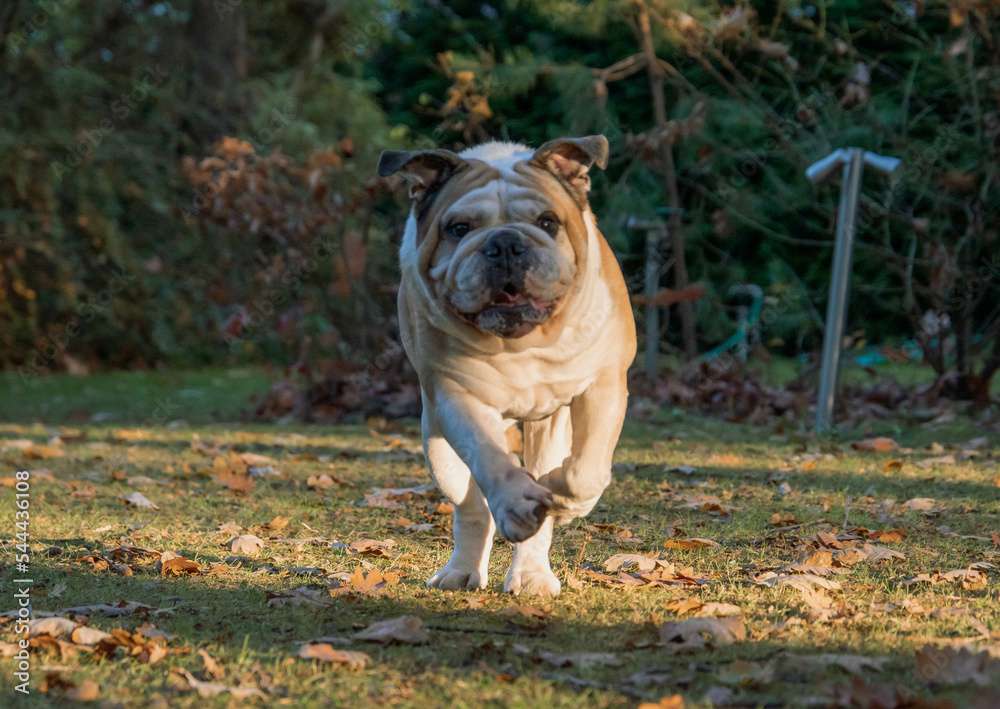 Purebred English bulldog playing in the park with leafs in autumn. Happy puppy dog running, playing and posing.