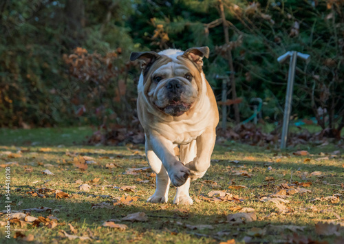 Purebred English bulldog playing in the park with leafs in autumn. Happy puppy dog running, playing and posing.