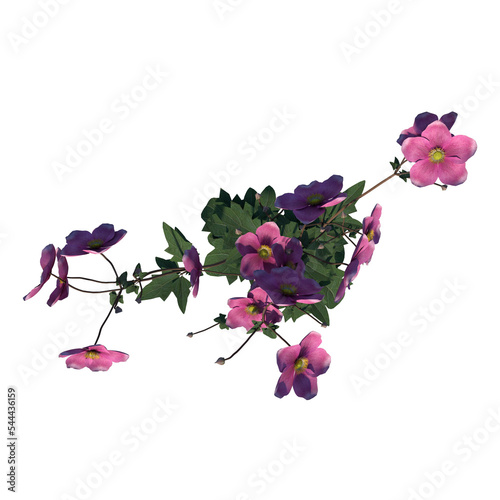 Top view Plant Flower ( Chinese anemone Anemone hupehensis 1) Tree png photo