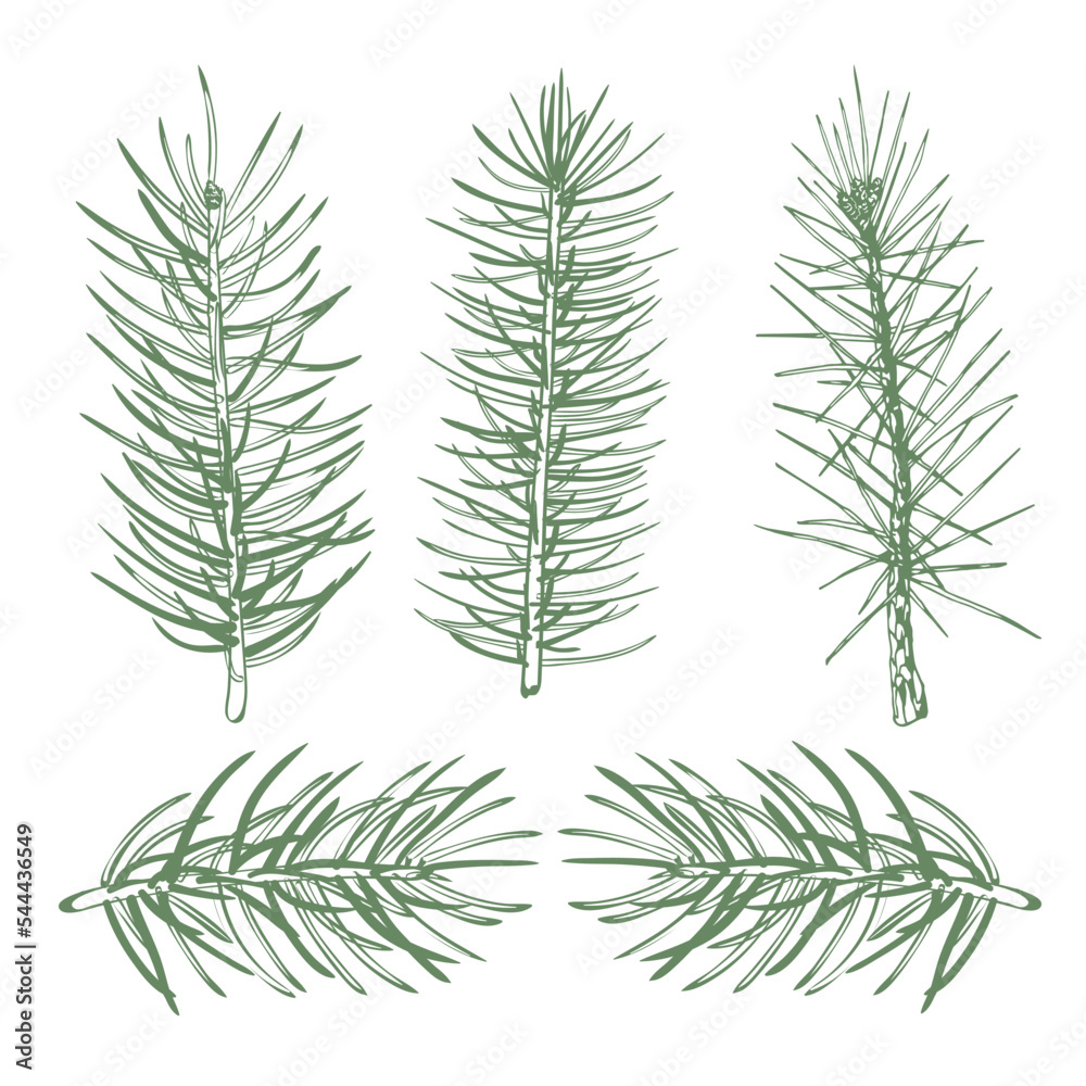 A set of color images of pine tree branches to create background designs, festive wrappers, textiles