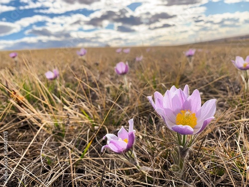 Canvas Print spring crocus flowers