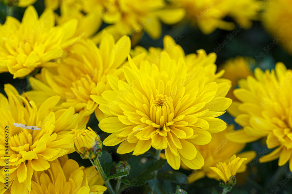 Fototapeta premium beautiful bushes of yellow chrysanthemum flowers