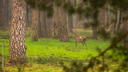 a deer in the forest photo