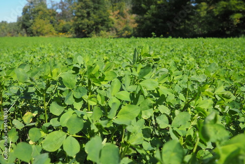 Field with green clover. Organized planting of clover. Clover Trifolium, a genus of plants in the legume family Fabaceae, Moth Faboideae. Agricultural crop honey plant, fodder plant, green manure.