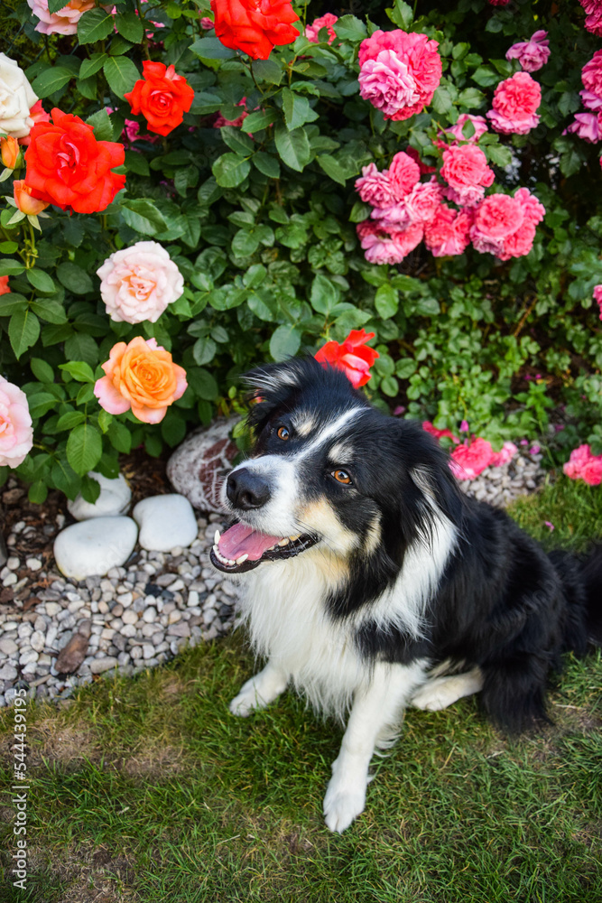 Border collie is sitting in the bush with roses. Autumn photoshooting in park. Border collie is sitting in the bush with roses. Autumn photoshooting in park.