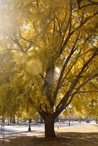 Fall Tree at Purdue University photo