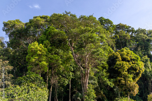 Atlantic forest and rainforest. Row of trees and bushes. Blue sky background. Itaipava, Rio de Janeiro, Brazil