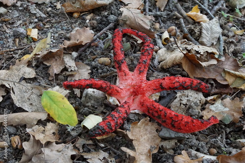 Clathrus Archeri  Devils Fingers  Octopus Stinkhorn  Schauenburg  Oberkirch  Verwaltungsgemeinschaft Oberkirch  Ortenaukreis  Regierungsbezirk  Freidburg  Baden-Wurttemberg  Germany Black Fores