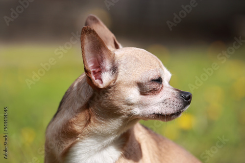 Portrait photo of a beautiful chihuahua dog. © Ibolya