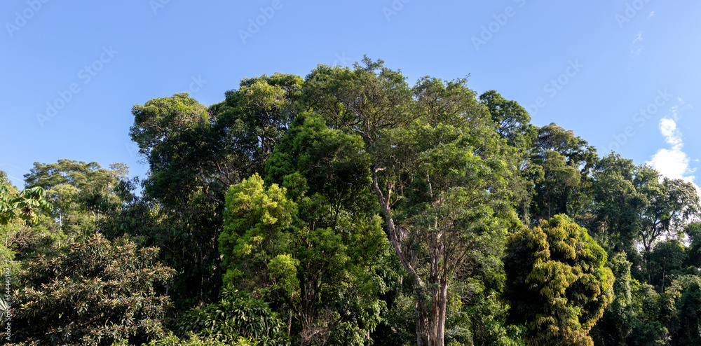 Obraz premium Atlantic forest and rainforest. Row of trees and bushes. Blue sky background. Itaipava, Rio de Janeiro, Brazil