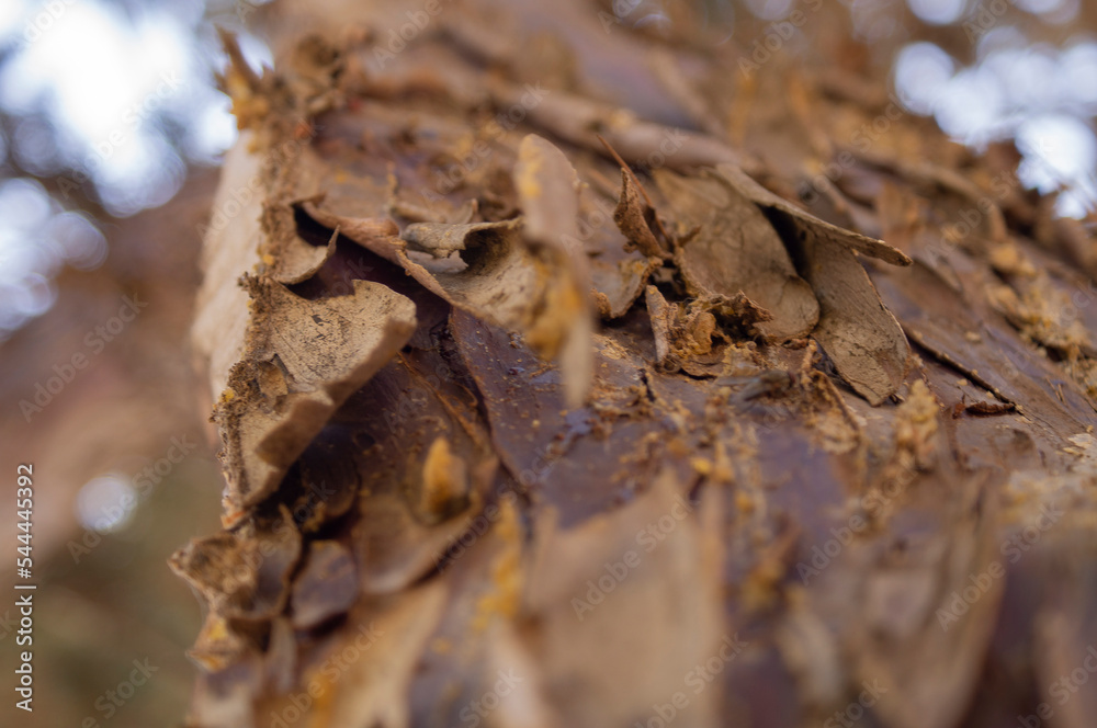Tree bark
