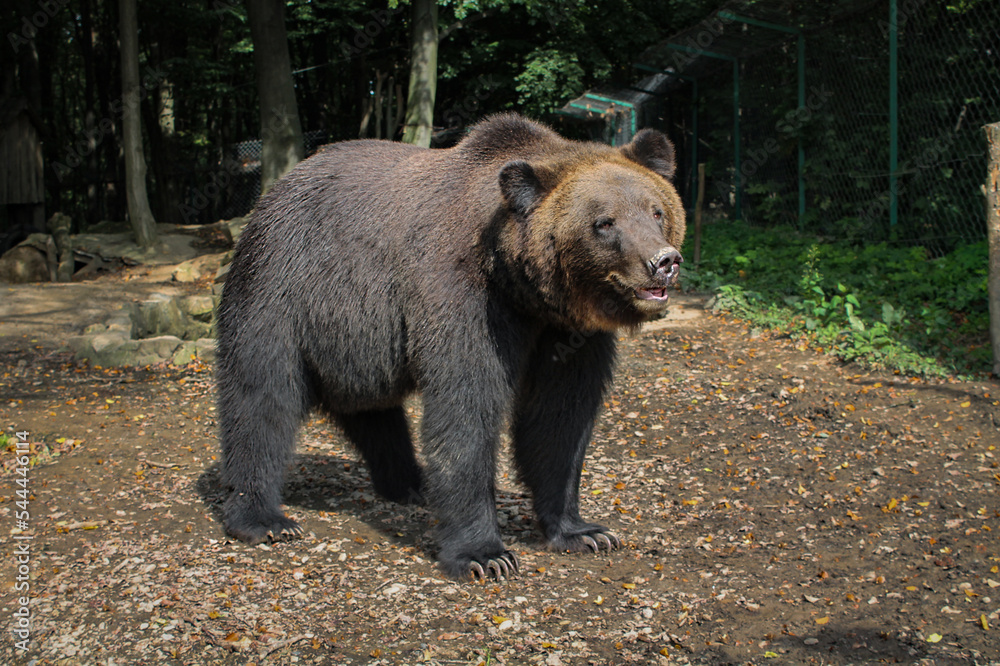 Brown bear (Ursus arctos) on autumn background. Wild grizzly in the zoo enclosure. adult bear