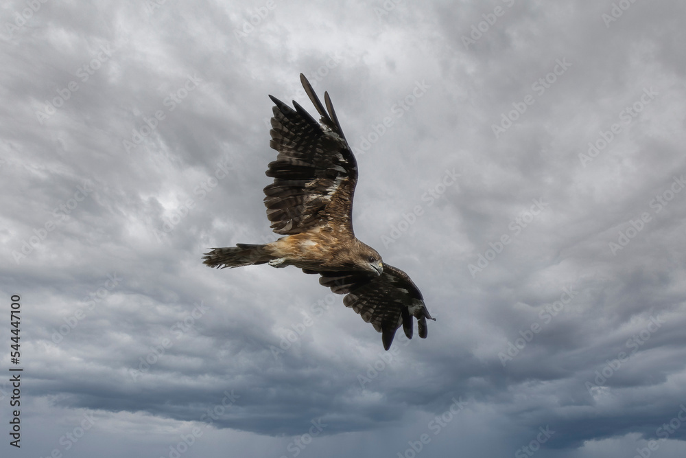 Obraz premium 飛翔するトンビ